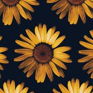 Meet your Posher, Paiton